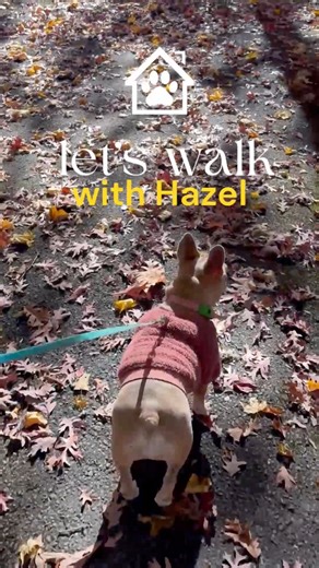 Sweater weather frenchie tail wags autumn leaves 🍁 Hazel’s fall strolls are pure joy. Let us make your pup’s next walk magical too! #yourpawsfirst #dogwalking #petsitter #lehighvalley #frenchie #fallvibes | Your Paws First