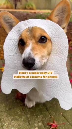 DIY Paper Towel Ghost Costumes for Dogs | Halloween 2022