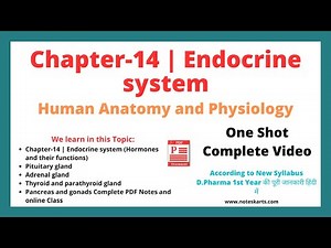 Chapter 14 Endocrine system Complete Class 2024, anatomy and physiology chapter 14 by @Noteskarts