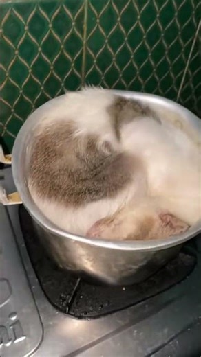 Cat startled while sleeping in pot in Bogor, Indonesia