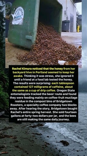 Caffeine Honey Made by Coffee-Loving Bees!