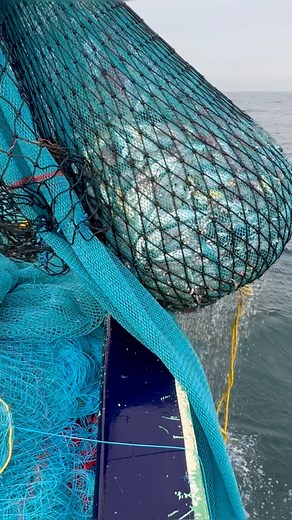 உங்களோட favourite fish என்ன? #thenkadalmeenavan #reels #fishing #trawlnetfishing | Thenkadal meenavan