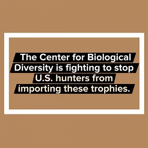 10K views · 5.6K reactions | The United States is the primary...