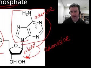 ATP's structure and function