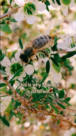 What Makes Manuka Honey Different? (DHA to MGO Explained)