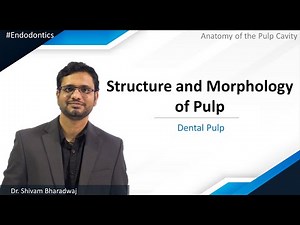 Endodontics - Anatomy of the Pulp Cavity - Dental Pulp - Structure and Morphology of Pulp