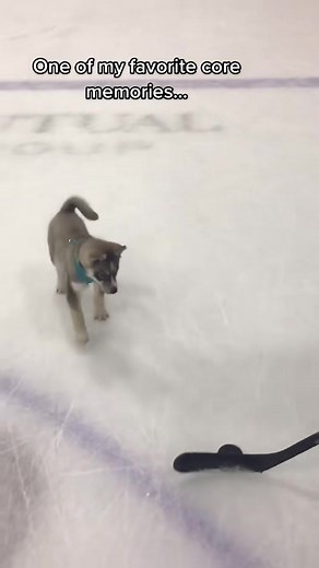 Baby blue on the ice 🥺 #dogsoftiktok #dogs #huskies #huskiesoftiktok ##fyp | Imblue Husky