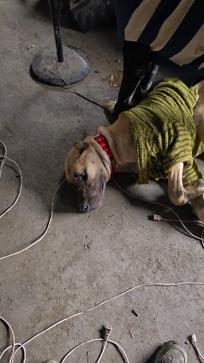 125K views · 1.3K reactions | Berserker : Surrender serius and you won't be harmed. | King Charles dog | Facebook