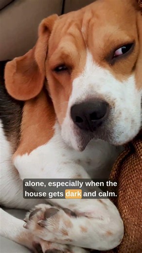 What Your Beagle’s Nighttime Clinginess Really Means