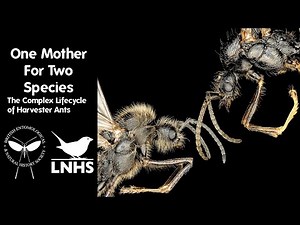 One Mother For Two Species: The Complex Lifecycle of Harvester Ants