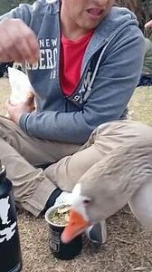 2.3K views | While feeding one duck, a man was unexpectedly bitten on the ear by another duck, causing surprise and discomfort. | Jukin Copyright Management | Facebook