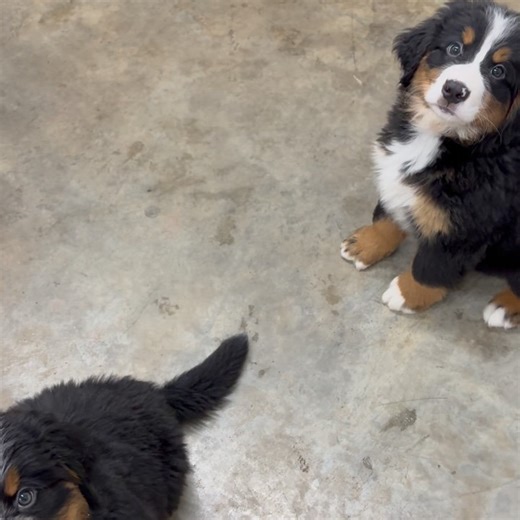 Central Wisconsin Bernedoodles •Jessica Lynn on Instagram: "Happy graduation day to our biggest group of TTP puppies yet 🥹 These pups did an incredible job the past 10 days and have absolutely soared through their training!! We are so proud! Many of them are staying to continue training in our TTP plus program so be sure to watch our stories as they progress in training. Click the link to watch their showcase video ⬇️⬇️⬇️ Bow - https://youtu.be/32xKpzJXCWo?si=nfl0EqFlj7A1SGxl Cooper - https://y