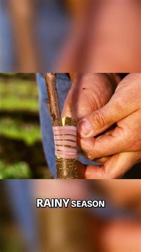 Raspberry Propagation: The Ultimate Guide to Growing Berries #shorts