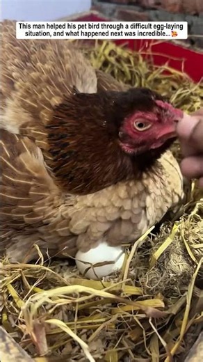 This man helped his bird when it couldn't lay an egg, and then...