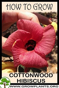 Cottonwood hibiscus - How to grow & care