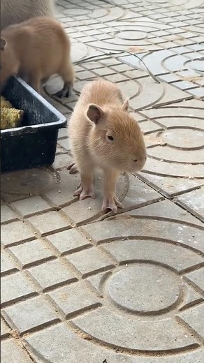 Super Adorable Albino Baby Capybara 😱
