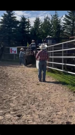 NCF 2025 3 yr old Champion - 91 pts - #221 owned by Dale Woodward Bucking Horses #1futurityassoc #futurityoffortunesssale #cmbhbucksmore | Canadian Made Bucking Horses