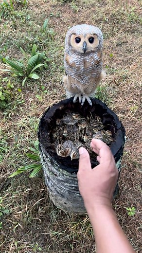 631K views · 2.5K reactions | Strange animal nest in a former tree | Oji TV | Facebook