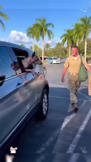 Emotional Soldier and Dog Reunion After Deployment