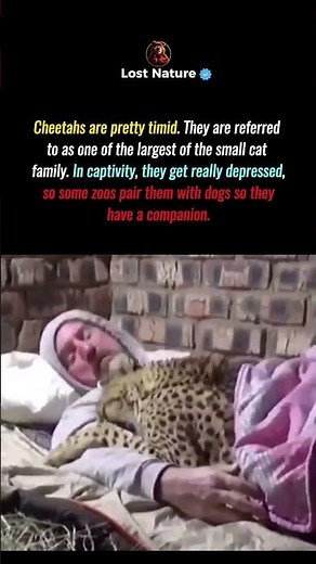 Why Zoos Give Cheetahs Dogs