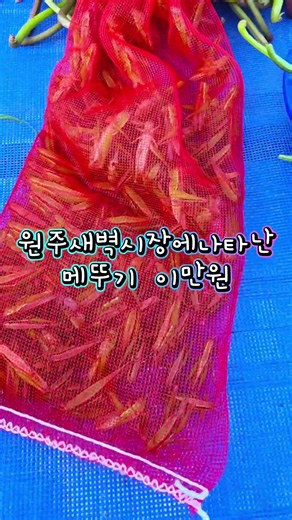 오늘처음 등장한 메뚜기#메뚜기#제철#한철#원주새벽시장#풍경 #제철음식 #food #원주 #쇼츠 #브이로그 #shorts #farming #garden #nature