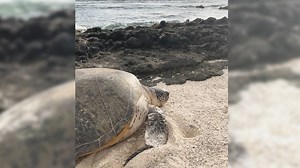 Marine Patrol Volunteer Conservation Officer Program helps save the turtles
