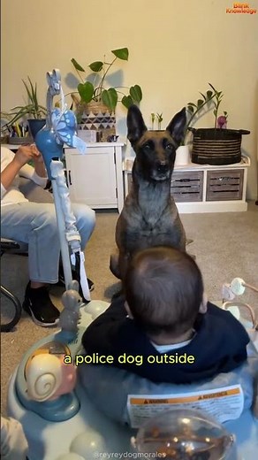 Why Kids LOVE Living With a Belgian Malinois?