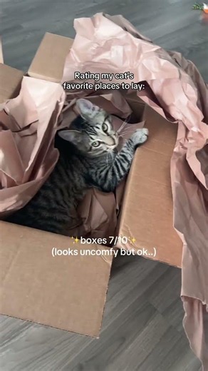 Can any of my other cat moms dads relate to this one... #Shorts #mittenmobdiaries