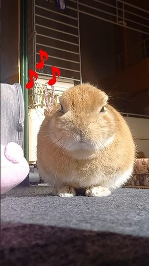 うさぎダンス１０ Rabbit Dance