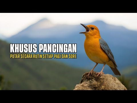 Suara Anis Merah Gacor 2025 - Bikin Burungmu Lekas Gacor dan Jadi Jawara