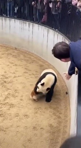 Unexpected Animal Rescue Moment Inside Zoo Enclosure#Panda#AnimalRescue#DogRescue#ViralVideo