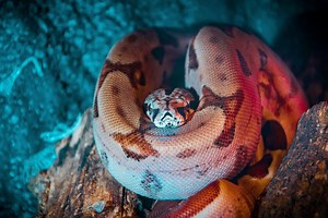 Las boas no asfixian a sus presas, las exprimen hasta matarlas. La ciencia acaba de descubrir cómo