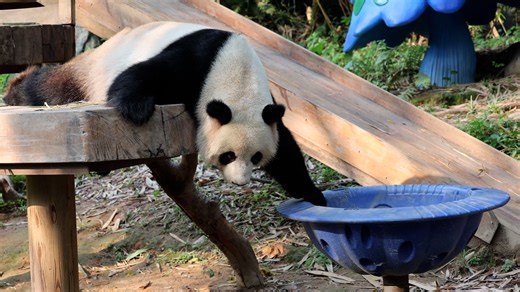 There are only two modes for pandas to play with a spinning top: one is trying it once, while the other is being absolutely obsessed with it! #adorable #cute #HiPanda #ChengduPandaBase #PandaFun For more panda information, please check out: https://en.ipanda.com | iPanda