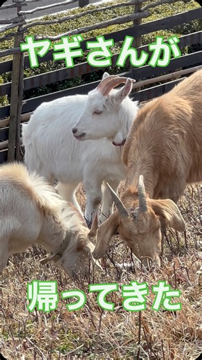 モリコロパーク 愛・地球博記念公園（公式） on Instagram: "年末年始の約2週間、オーナーさんの元へ里帰りしていたヤギさん3頭が、モリコロパークに帰ってきています☺️ 年明け早々にチョコとネオンが先に到着。 モカは諸事情により少し遅れましたが無事に合流🥹、そろって草をハムハムしています✨ さて、3頭の見分け方☝🏻 チョコは全身茶色で垂れ耳。モカは白色ですが、うっすらと茶色の毛が混じっていて垂れ耳。もちろん子どもなので一番小柄です。 ネオンは全身白色で、耳がピンと立っています。 この説明で分かるかな？😄 皆さん、会いに来てね👋🏻 #モリコロパーク #ヤギ"
