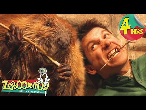 4 Hours of Zoboomafoo! | Homes | Full Episodes for Kids