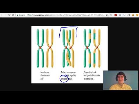MCAT Question of the Day: Chromosome vs. Chromatid vs. Tetrad