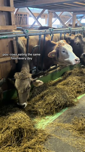 Daily Life on the Farm with Baby Cows