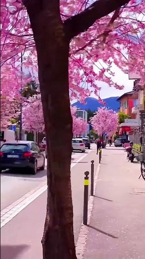 🌸 Fascinating Spring | The Magic of Blossoming Nature #Shorts #SpringVibes