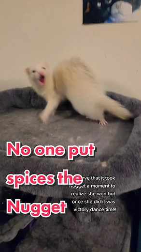 Spice Up Your Life with Wholesome Ferret Antics!
