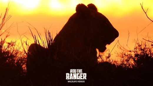 Stunning Lion Pride Members at Sunrise in Africa