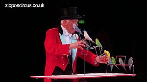 Norman Barrett MBE and his amazing budgies: Zippos Circus More from Zippos Circus TV: https://goo.gl/7uCJsk Curated by Https://WindyCityParrot.com | WindyCityParrot.com