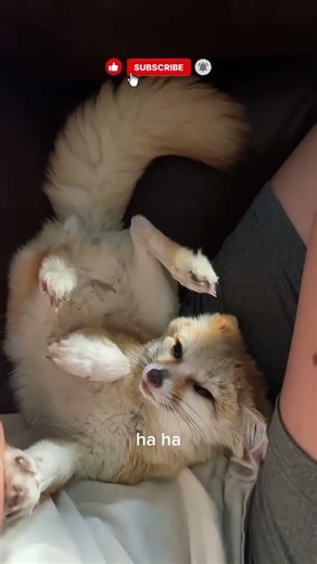 The Way This Fennec Fox Lays 😂🦊 | Cutest & Funniest Animal Ever#1#millionviews #trending