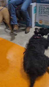 5.4K views · 283 reactions | Today after adoptions wrapped up. We were hanging out and adaptable Winnie decided she wanted to be friends with Kimber and Trish. Winnie (the black terrier) will definitely fit it with the right dog friend. If you're interested in adopting this active, sweet girl please request a pre-adoption questionnaire at votsdradoptions@gmail.com. | Valley of the Sun Dog Rescue | Facebook