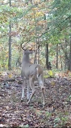 Deer Activity Insights: Trail Cam Footage Analysis