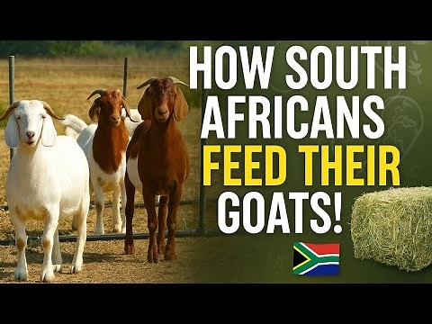 How South Africans feed their goats for great success | Goat Farming masterclass from South Africa
