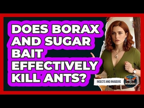 Does Borax And Sugar Bait Effectively Kill Ants?