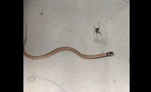 Deadly Redback Spider traps, attacks, and kills snake