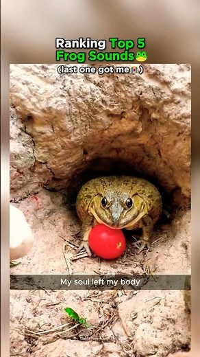 Ranking Top 5 Frog Sounds That Made You LOL!