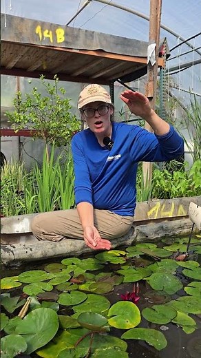 How Deep to Plant Water Lilies? Greenhouse Tip 🌸