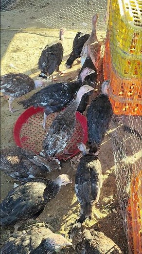 Baby Turkeys Feeding Time | Poults Growing Strong